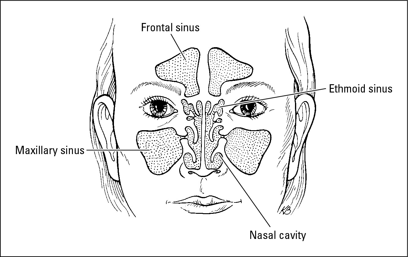 Figure 13-1: Your sinuses are actually hollow cavities that surround your nasal cavity.